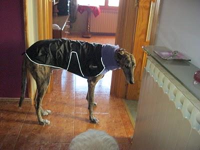 Una fría mañana de noviembre en la vida de Tato....