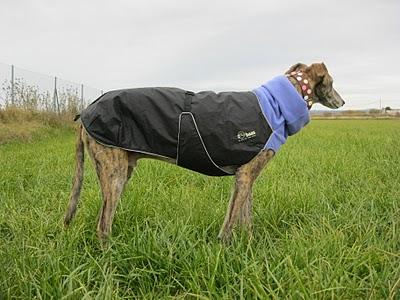 Una fría mañana de noviembre en la vida de Tato....