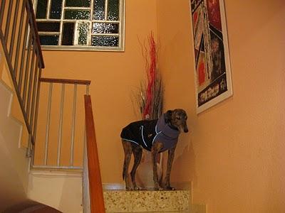 Una fría mañana de noviembre en la vida de Tato....