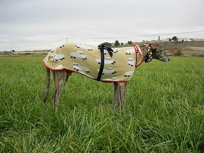 Una fría mañana de noviembre en la vida de Tato....