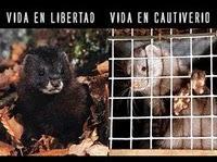 Igualdad Animal se equivoca