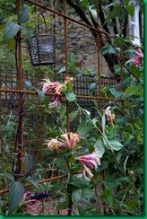 Honeysuckle growing through the wire frame - Bedford Hill Story