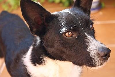 Chico, vagaba sin rumbo, solito, enfermo y ahora busca una oportunidad.