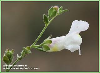 Antirrhinum. La cuna de los dragoncillos del Plioceno.