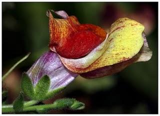 Antirrhinum. La cuna de los dragoncillos del Plioceno.