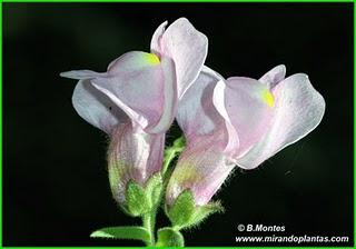 Antirrhinum. La cuna de los dragoncillos del Plioceno.