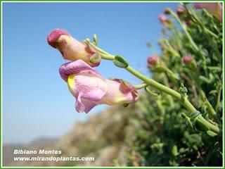 Antirrhinum. La cuna de los dragoncillos del Plioceno.