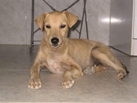 Bebe se ha perdido en Montequinto (Sevilla)