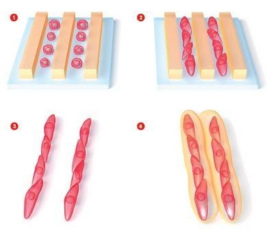 Crean órganos a partir de células madre contenidas en 'bloques' de gel