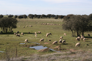 Avanza el proyecto para crear la indicación protegida Carnes Valle de Alcudia