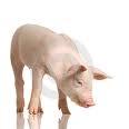 En la Universidad de Granada se investiga sobre una córnea bioartificial a partir del cerdo
