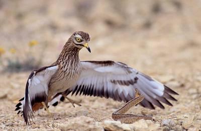 Valoremos el medio estepario