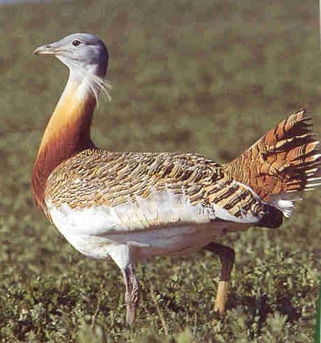 Valoremos el medio estepario