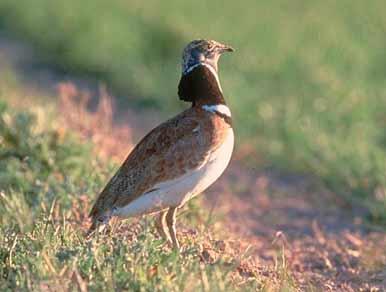 Valoremos el medio estepario