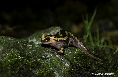 Lo que nos enseñan las salamandras