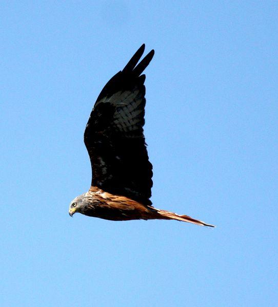 MILANO REAL-MILVUS MILVUS-RED KITE