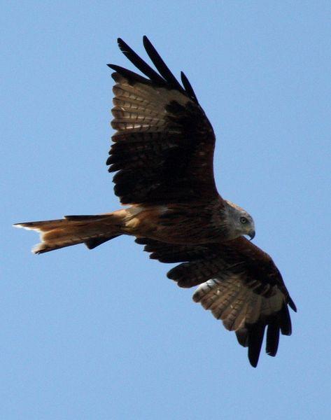 MILANO REAL-MILVUS MILVUS-RED KITE