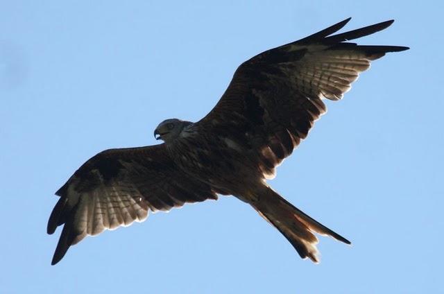 MILANO REAL-MILVUS MILVUS-RED KITE
