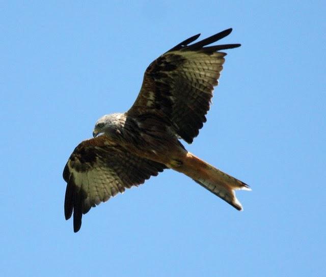 MILANO REAL-MILVUS MILVUS-RED KITE