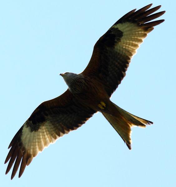 MILANO REAL-MILVUS MILVUS-RED KITE