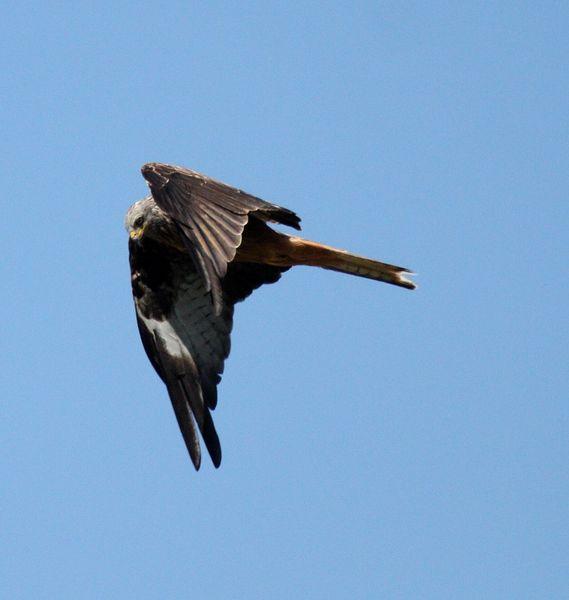 MILANO REAL-MILVUS MILVUS-RED KITE