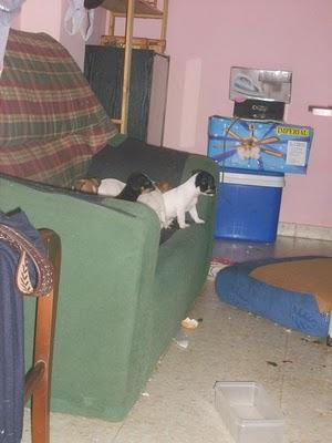 SOS ESTOS ANIMALES ESTAN EN CERRADOS UNA VIVIENDA Y SU DUEÑO ESTA EN LA CARCEL.