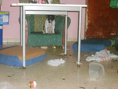 SOS ESTOS ANIMALES ESTAN EN CERRADOS UNA VIVIENDA Y SU DUEÑO ESTA EN LA CARCEL.