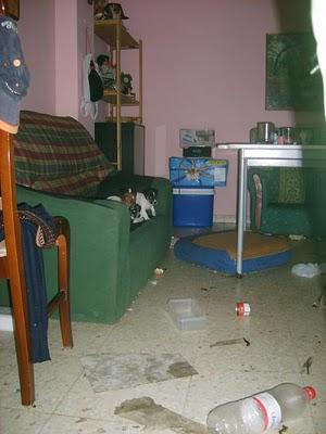 SOS ESTOS ANIMALES ESTAN EN CERRADOS UNA VIVIENDA Y SU DUEÑO ESTA EN LA CARCEL.