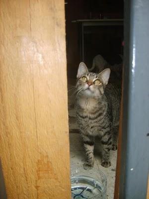 SOS ESTOS ANIMALES ESTAN EN CERRADOS UNA VIVIENDA Y SU DUEÑO ESTA EN LA CARCEL.