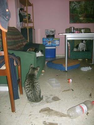 SOS ESTOS ANIMALES ESTAN EN CERRADOS UNA VIVIENDA Y SU DUEÑO ESTA EN LA CARCEL.