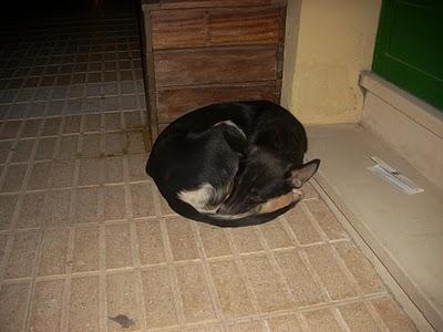 El cachorro Bruno sigue durmiendo a la intemperie. MUY URGENTE!!!!