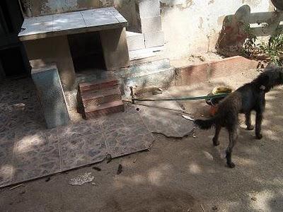 Perros atados sobre sus excrementos,sin comida y agua. (Valencia)