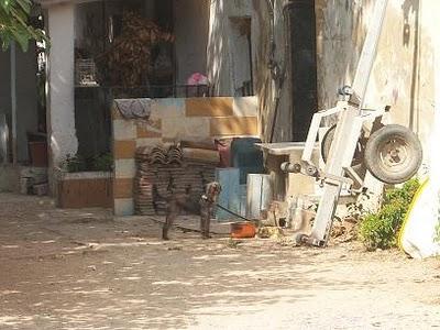 Perros atados sobre sus excrementos,sin comida y agua. (Valencia)