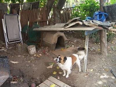 Perros atados sobre sus excrementos,sin comida y agua. (Valencia)