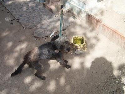 Perros atados sobre sus excrementos,sin comida y agua. (Valencia)