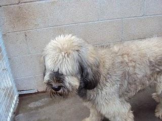 NADIE PREGUNTA POR FLEQUI, SE MUERE DE TRISTEZA.... (BARCELONA)  MUY URGENTE.