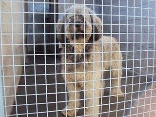 NADIE PREGUNTA POR FLEQUI, SE MUERE DE TRISTEZA.... (BARCELONA)  MUY URGENTE.