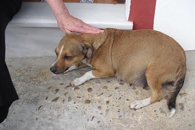 Nana, perra preñada abandonada y en calle.(Sevilla)
