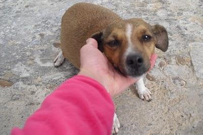 Nana, perra preñada abandonada y en calle.(Sevilla)