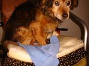 Cuqui, viejecita años-Su dueña anciana puede tenerla.(Cuenca)