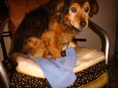 Cuqui, viejecita 14 años-Su dueña anciana ya no puede tenerla.(Cuenca)