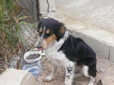 ARTHUR, cruce de collie sólo y desamparado en medio del campo. (Alicante)