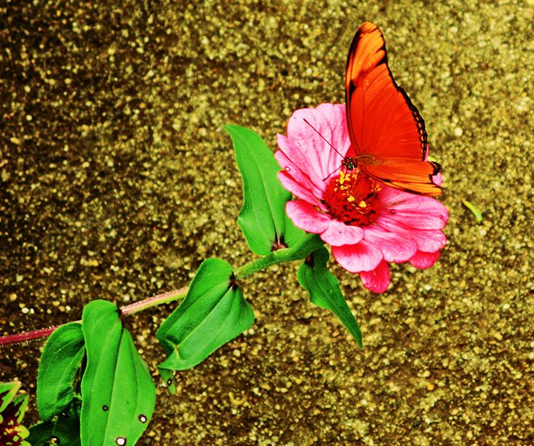 Mariposa naranja posada sobre una flor de color rosa