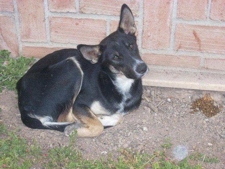 Bruno, un cachorro que no sobrevivirá al invierno sino le ayudamos (Jaén)