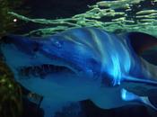 ¿Por tiburón rápido cuando ataca?