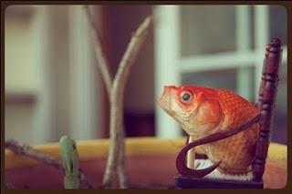 Fallados los premios de fotografía 