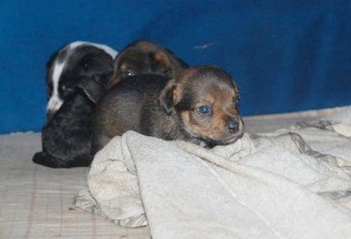 Ayuda para salvar a 12 cachorros y mama, se necesita 25 euros por cabeza