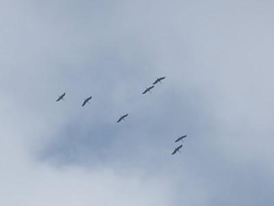 Fin de Semana Micológico...