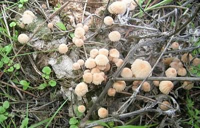 Fin de Semana Micológico...