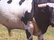 patas blancas Sánchez-Cobaleda, carne matadero